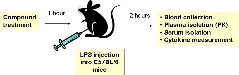 LPS stimulation in vivo (C57BL/6 mice)